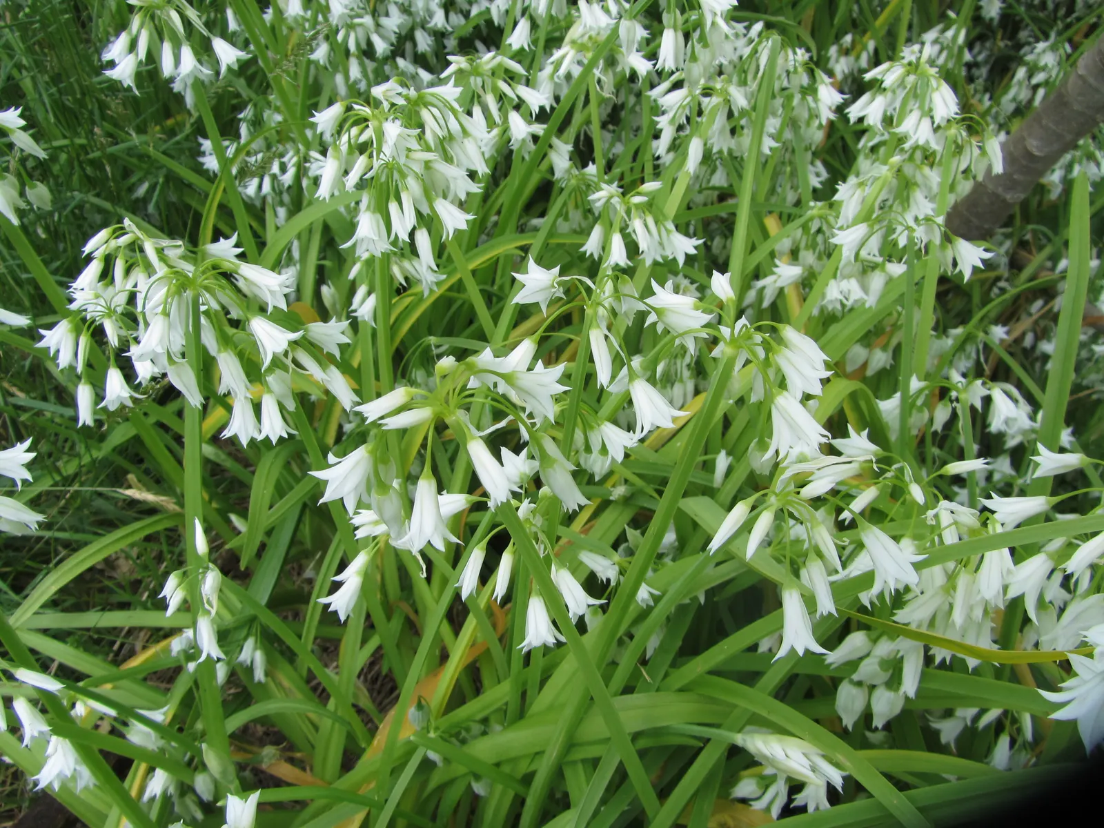 Angled Onion (Allium Triquetrum) — bulb with white blooms; the Angled Onion is also noted for its mild
