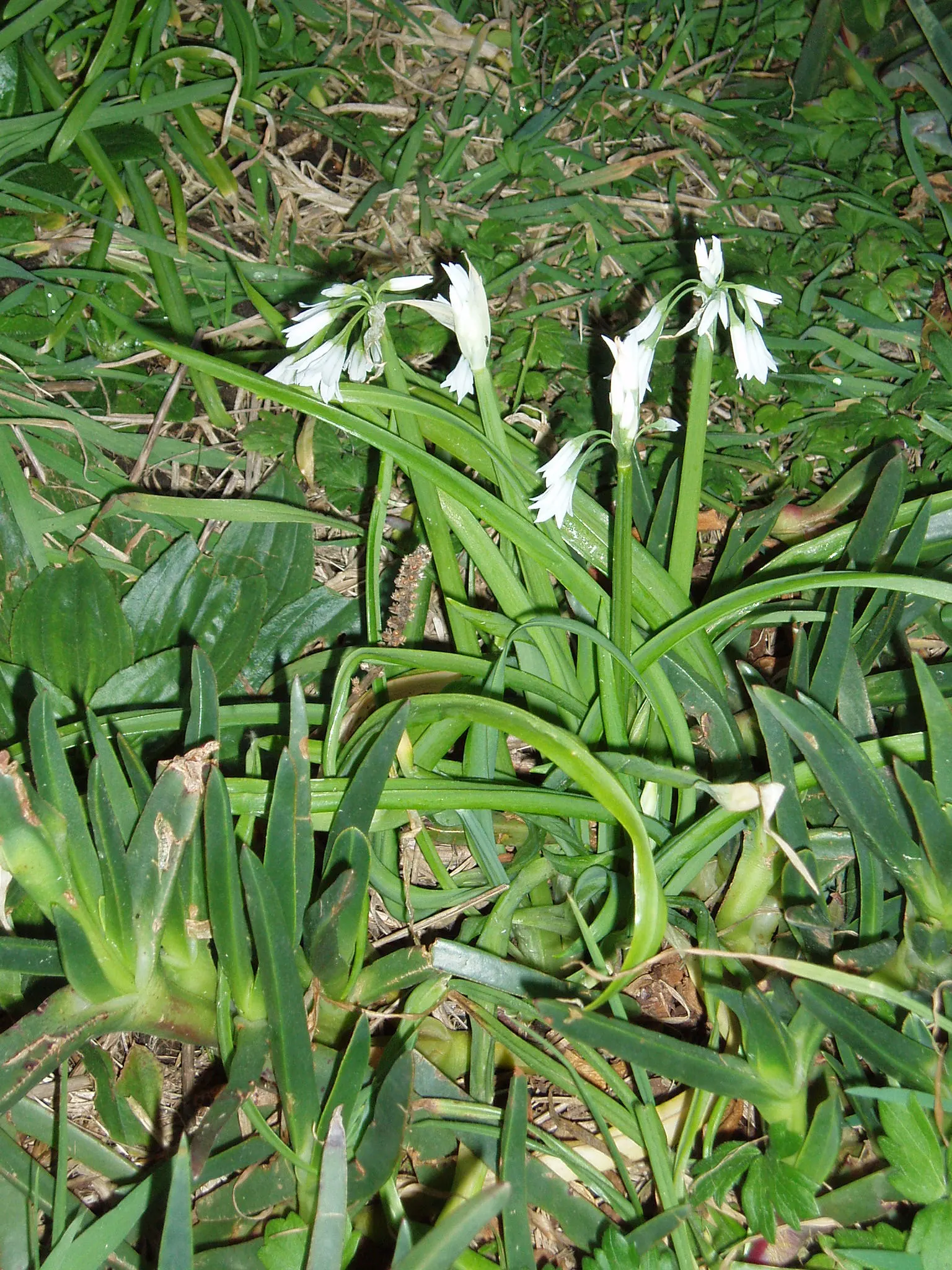 Angled Onion (Allium Triquetrum) — Its stems are approximately 12-18 inches tall and exhibit a unique triangular cross-section