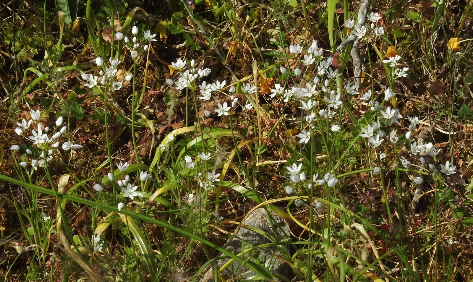 Angled Onion (Allium Triquetrum) — bulb for full or half; it's important to note that it can be invasive in some regions