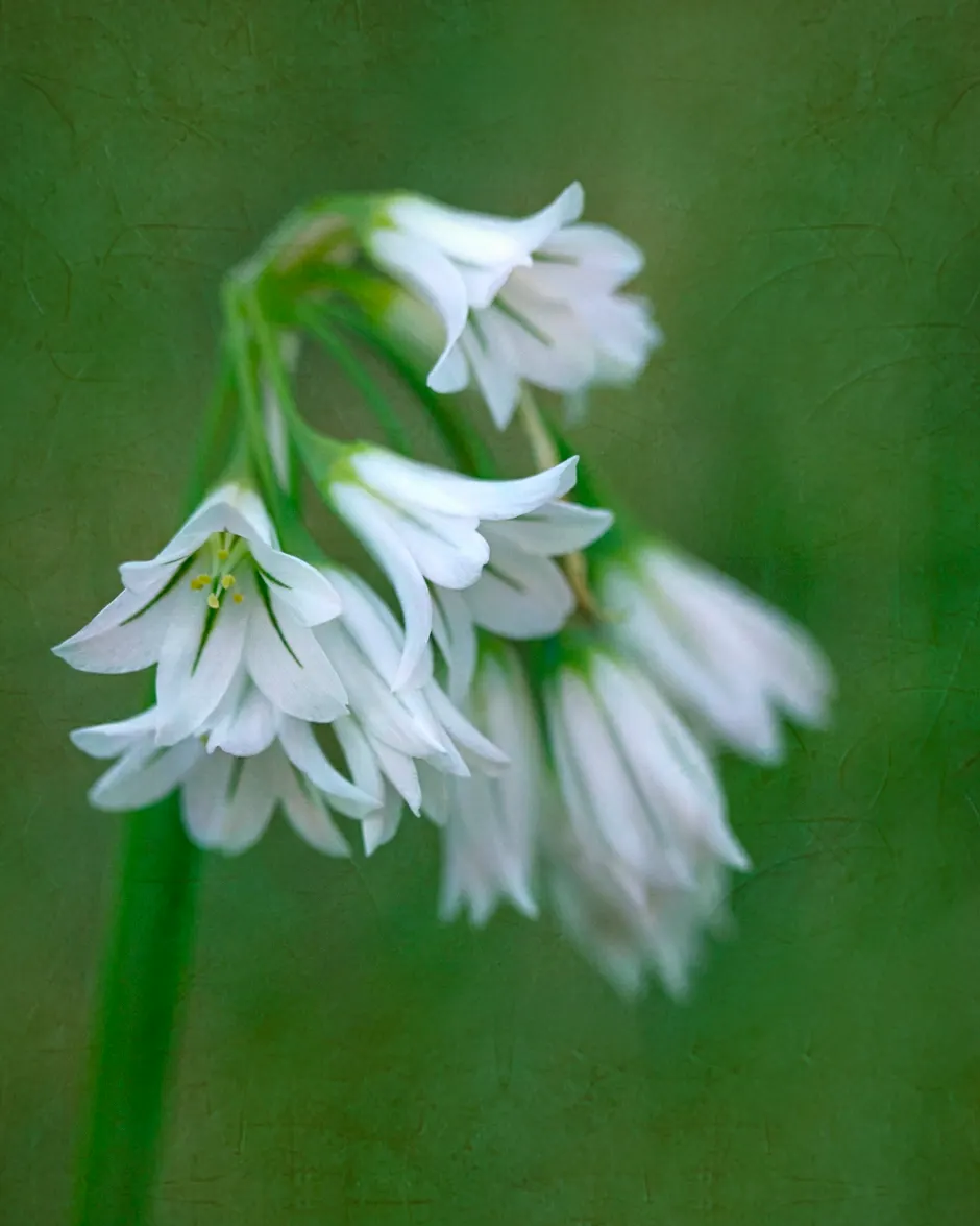 Angled Onion (Allium Triquetrum) — creating a soothing and elegant display.<br><br>In addition to its delicate beauty, image 35