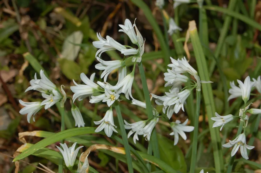 Angled Onion (Allium Triquetrum) — though flowering is most prolific in areas receiving ample sunlight