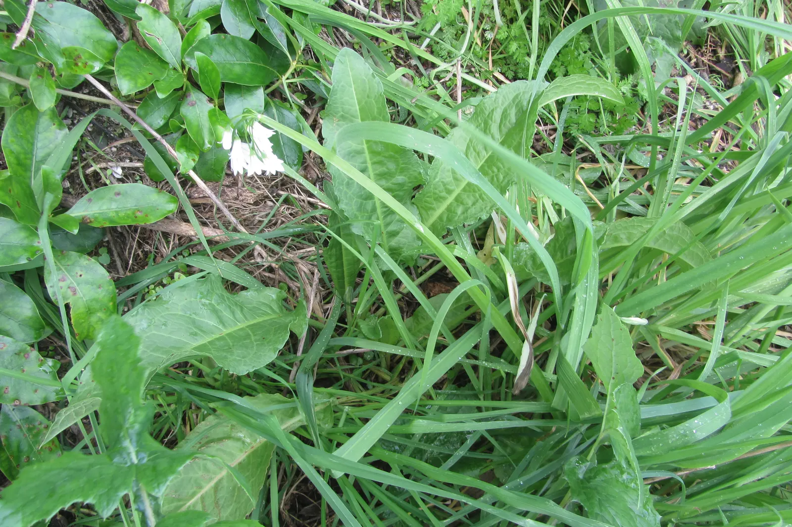 Angled Onion (Allium Triquetrum) — It's important to note that it can be invasive in some regions; bulb with white blooms, image 66