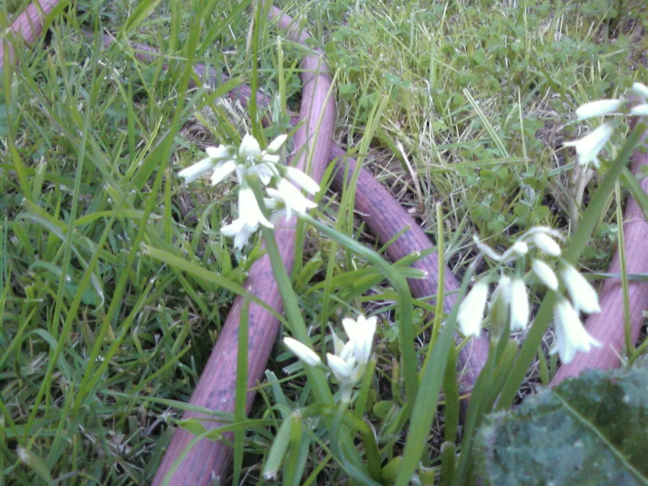 Angled Onion (Allium Triquetrum) — It's important to note that it can be invasive in some regions; bulb with white blooms