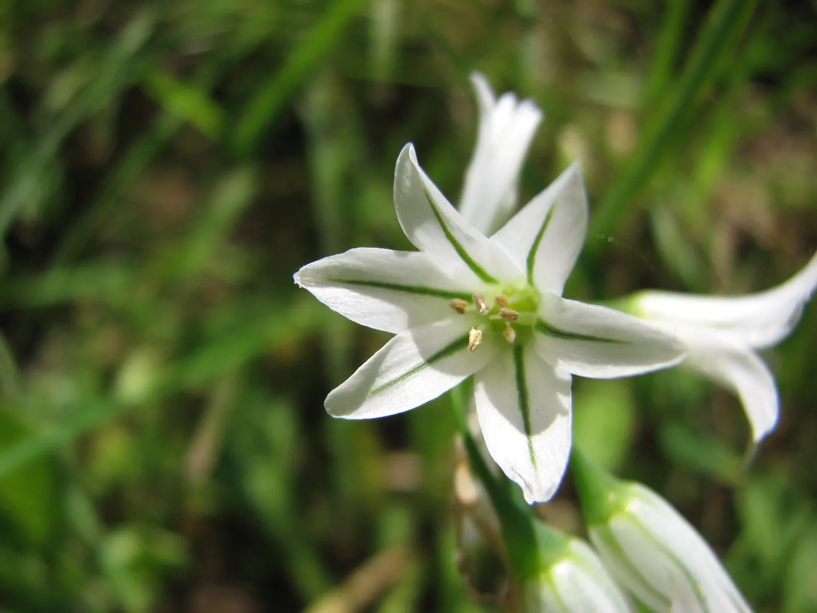 Angled Onion (Allium Triquetrum) — white flowers in the garden; beware, it may become invasive in some areas, image 67