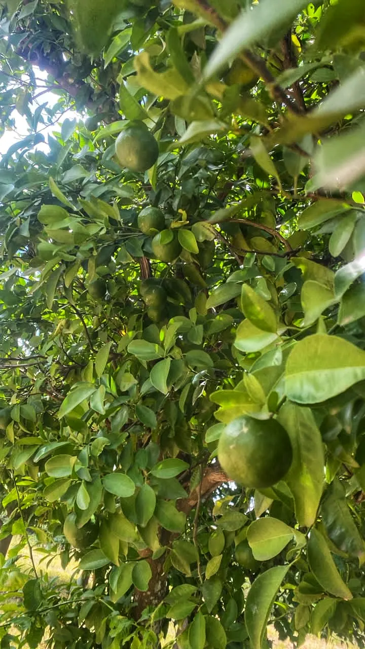 Satsuma Mandarin Orange (Citrus Reticulata 'Satsuma') — tree with white blooms