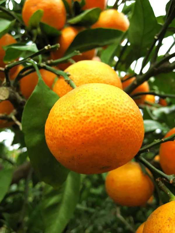 Satsuma Mandarin Orange (Citrus Reticulata 'Satsuma') — notable for their easy-to-peel