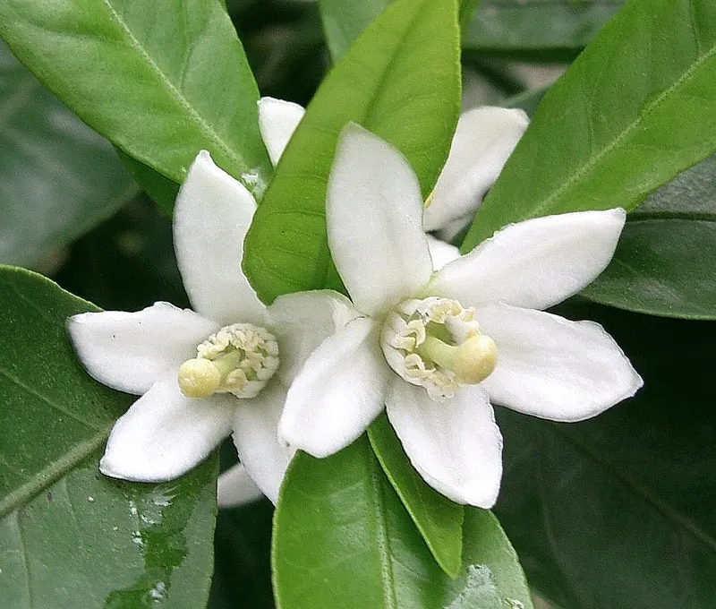 Satsuma Mandarin Orange (Citrus Reticulata 'Satsuma') — Regular watering is necessary