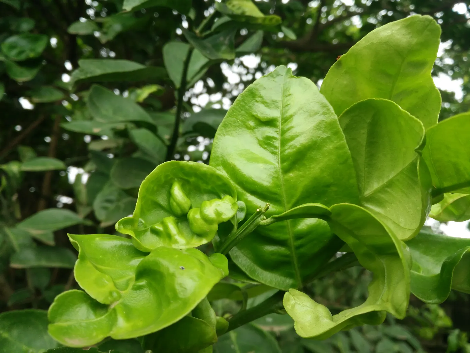 Satsuma Mandarin Orange (Citrus Reticulata 'Satsuma') — especially when contrasted against the dark leaves.<br><br>For optimal growth