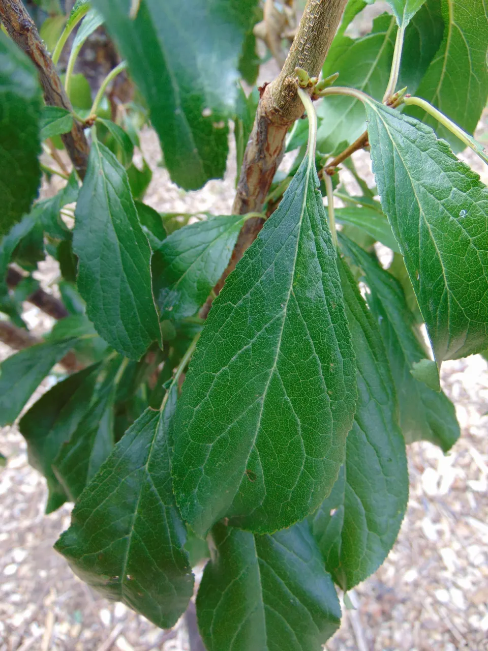 Satsuma Mandarin Orange (Citrus Reticulata 'Satsuma') — measurements and care specifics are provided using the imperial system per your requirements