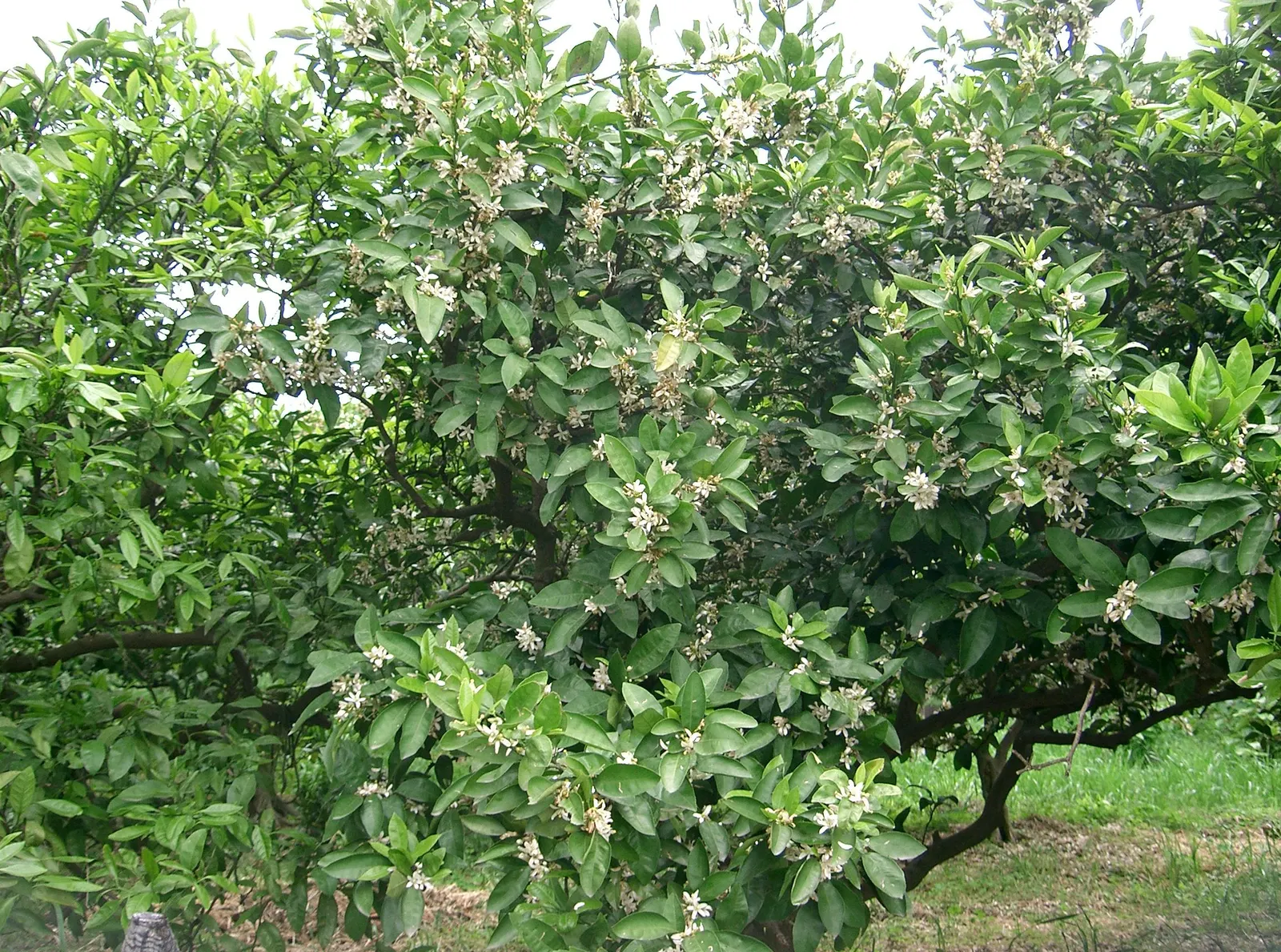 Satsuma Mandarin Orange (Citrus Reticulata 'Satsuma') — receiving at least 6 to 8 hours of direct sunlight per day