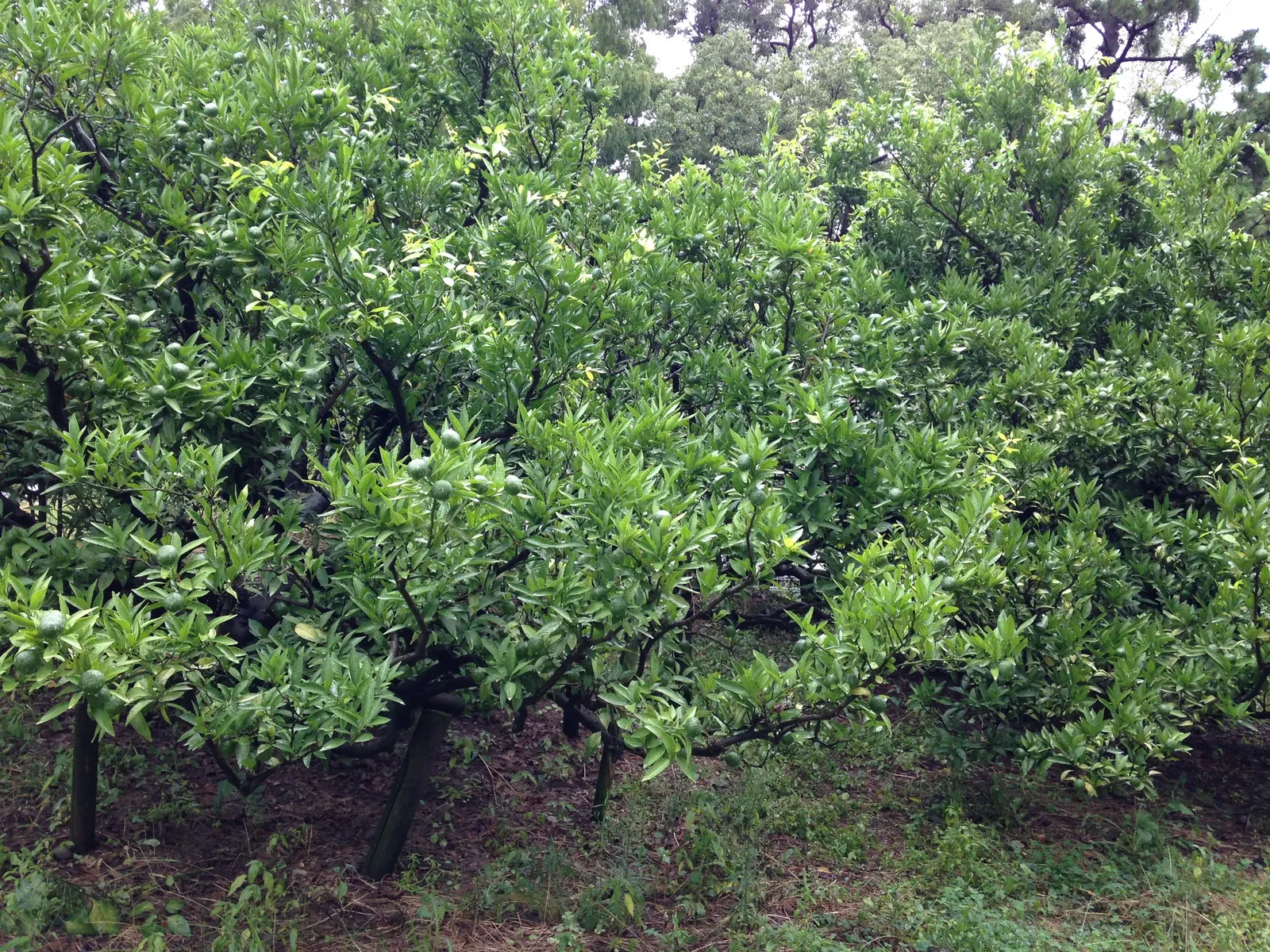 Satsuma Mandarin Orange (Citrus Reticulata 'Satsuma') — the Satsuma Mandarin Orange should be planted in well-draining soil with full sun exposure