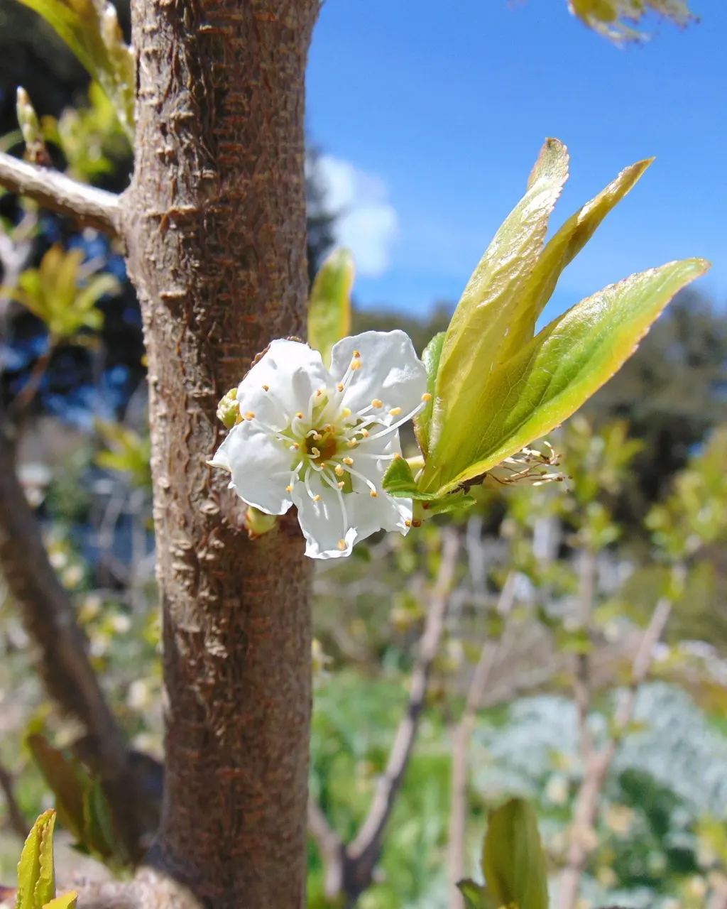 Satsuma Mandarin Orange (Citrus Reticulata 'Satsuma') — particularly during dry spells