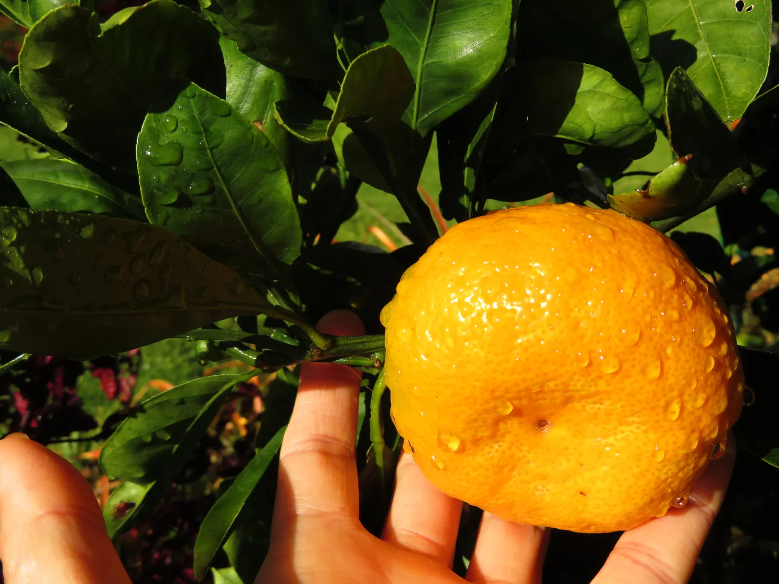 Satsuma Mandarin Orange (Citrus Reticulata 'Satsuma') — known botanically as Citrus reticulata 'Satsuma'