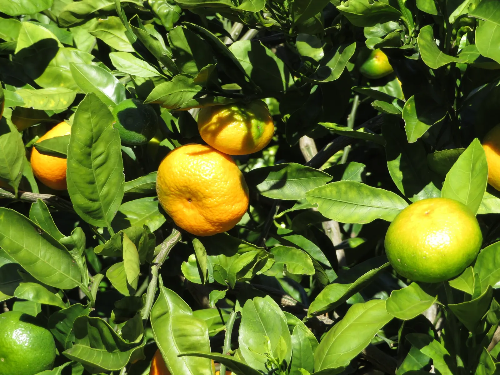 Satsuma Mandarin Orange (Citrus Reticulata 'Satsuma') — but overwatering should be avoided to prevent root rot