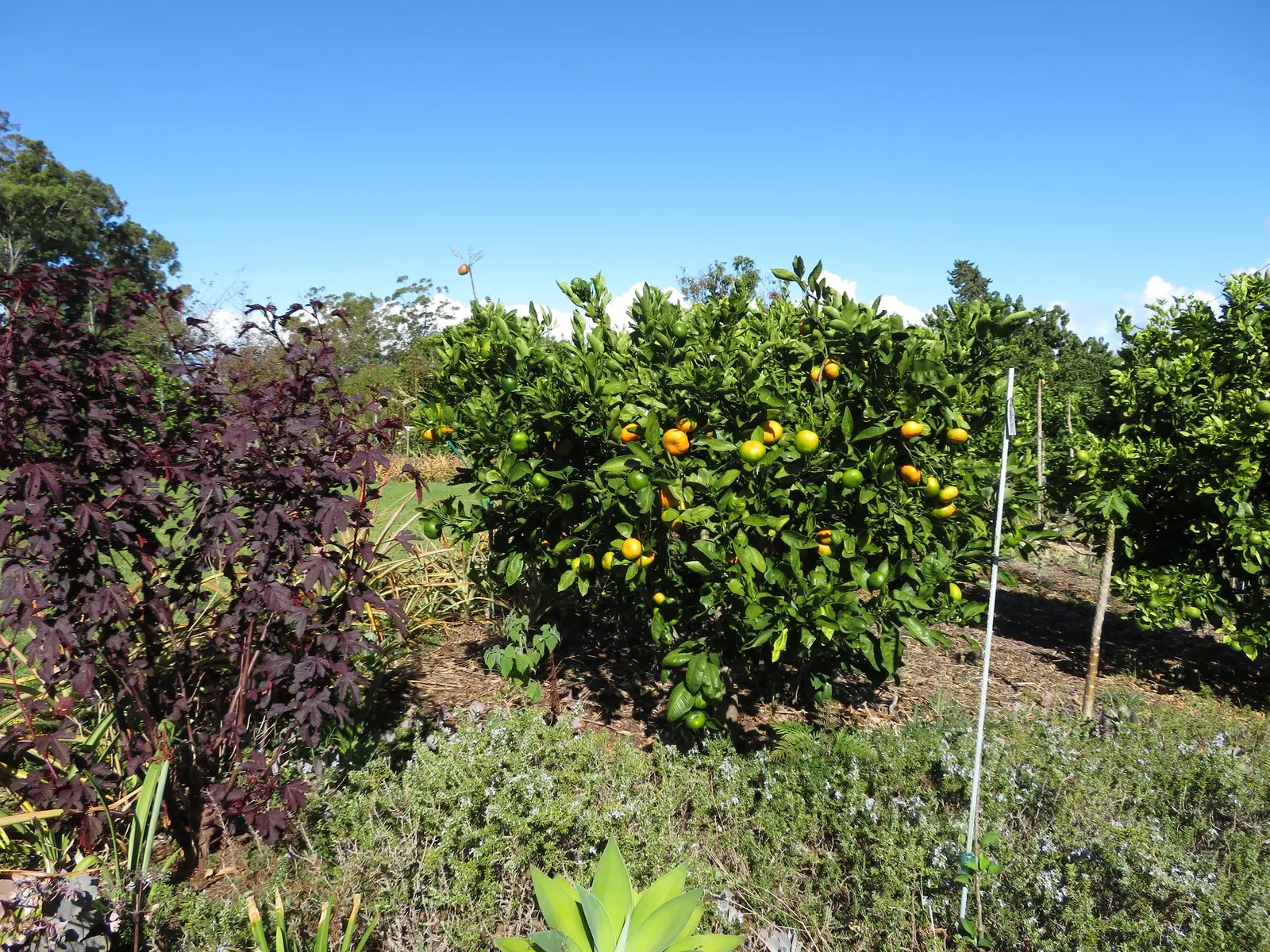 Satsuma Mandarin Orange (Citrus Reticulata 'Satsuma') — white flowers in the garden