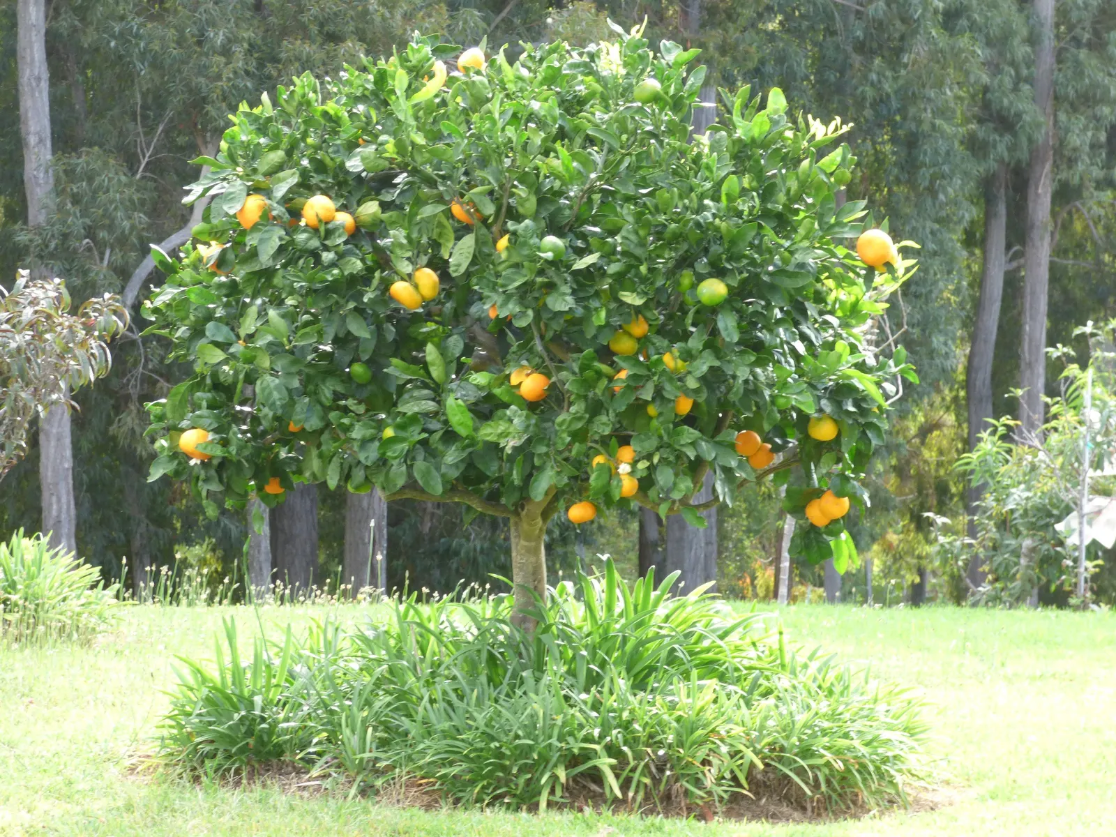 Satsuma Mandarin Orange (Citrus Reticulata 'Satsuma') — glossy foliage provides a lush backdrop for the fragrant