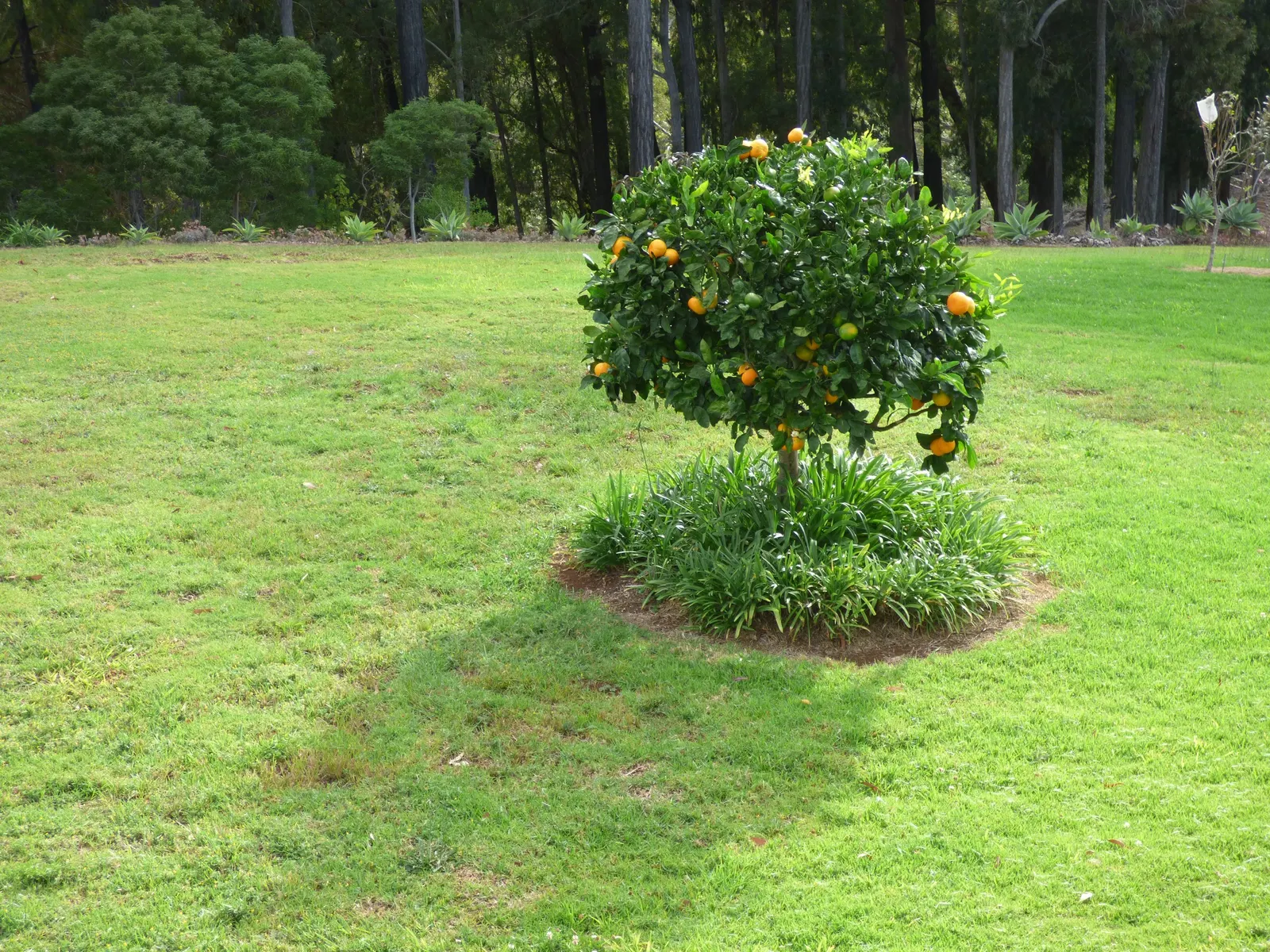 Satsuma Mandarin Orange (Citrus Reticulata 'Satsuma') — The Satsuma typically reaches a manageable height of 15 to 20 feet with a similar spread