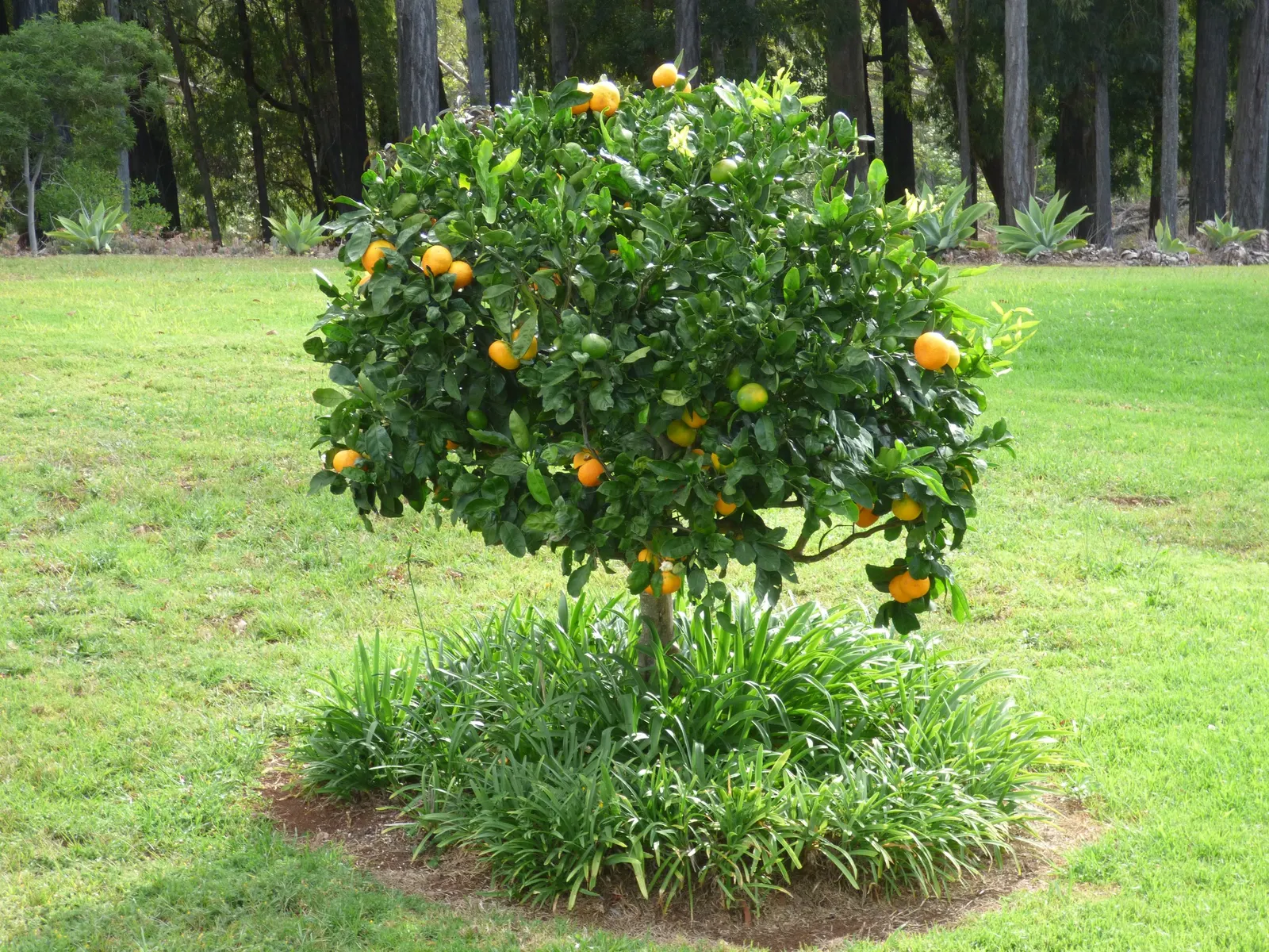 Satsuma Mandarin Orange (Citrus Reticulata 'Satsuma') — is a prized cultivar originating from Japan that thrives in USDA hardiness zones 8 to 11