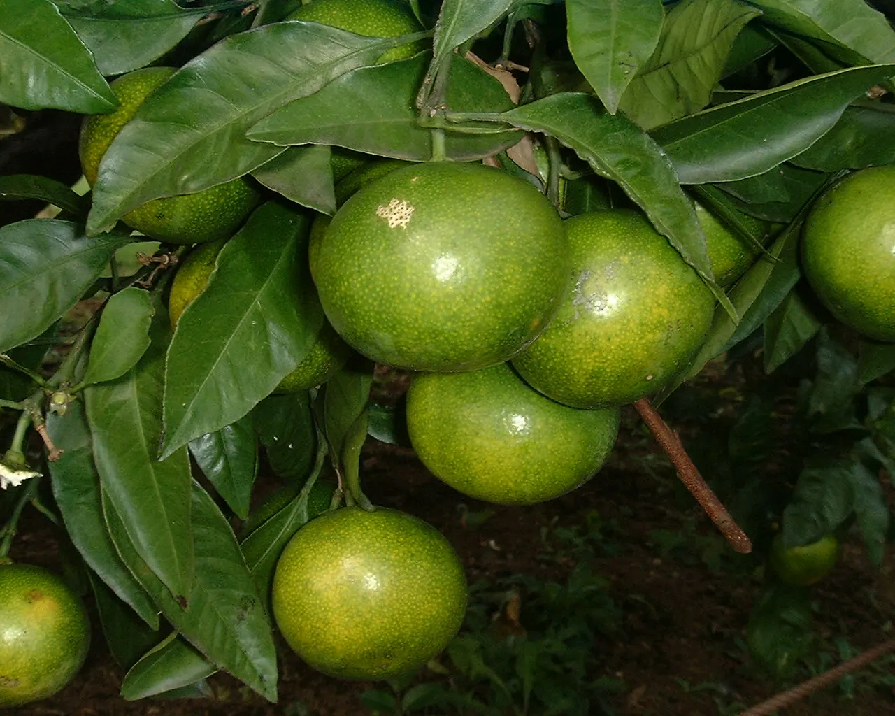 Satsuma Mandarin Orange (Citrus Reticulata 'Satsuma') — Ideal for zones 8-11, it prefers full sun and well-drained soil