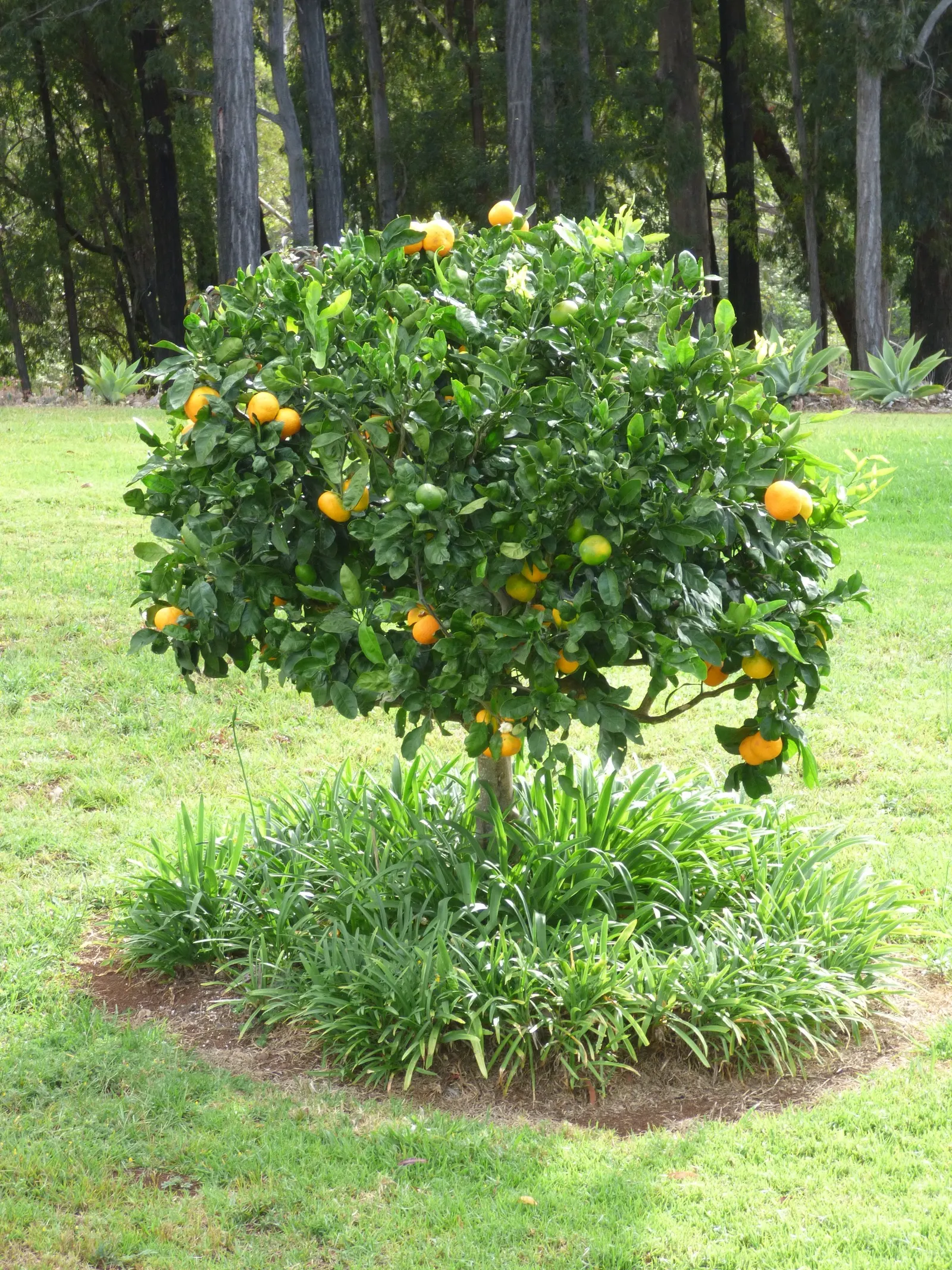 Satsuma Mandarin Orange (Citrus Reticulata 'Satsuma') — although young trees may require protection from frost