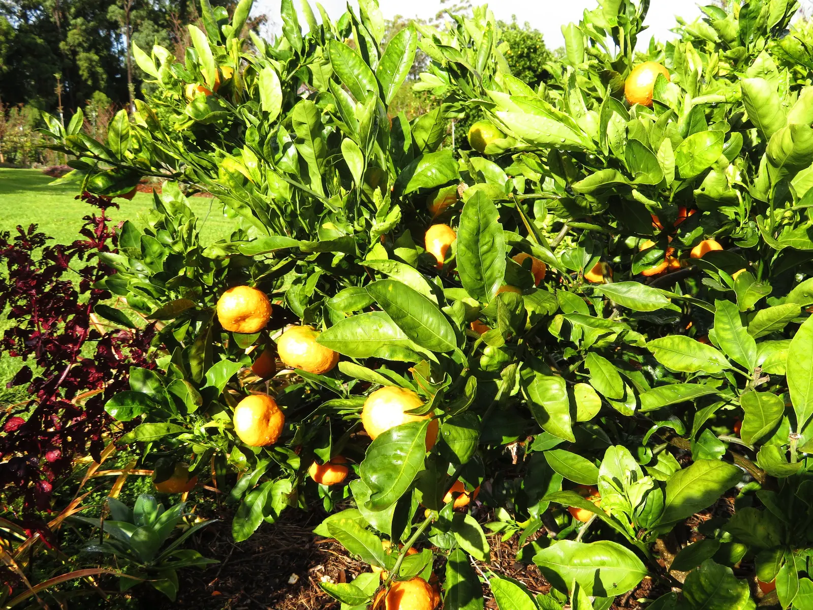 Satsuma Mandarin Orange (Citrus Reticulata 'Satsuma') — white blooms that emerge in spring