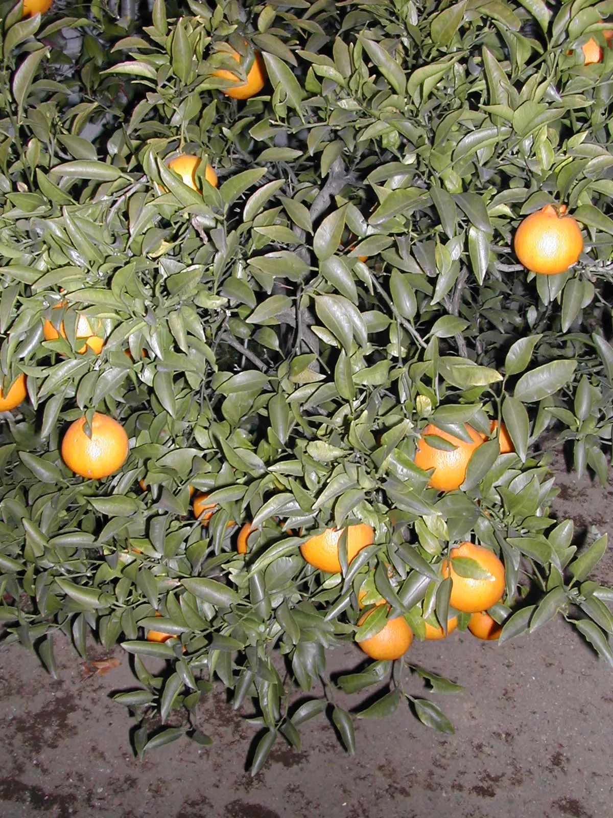 Satsuma Mandarin Orange (Citrus Reticulata 'Satsuma') — The Satsuma Mandarin Orange (Citrus reticulata 'Satsuma') is prized for its easy-to-peel