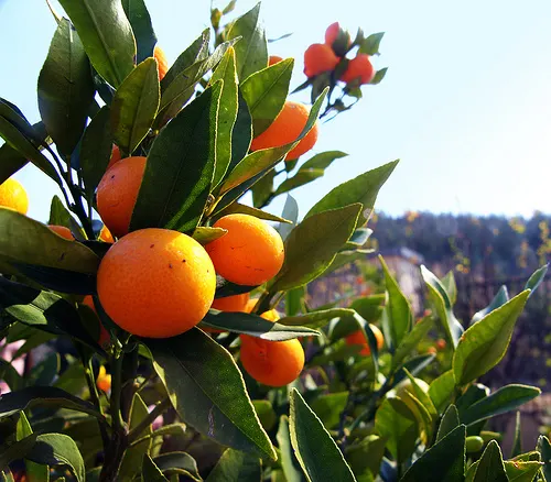 Satsuma Mandarin Orange (Citrus Reticulata 'Satsuma') — This dwarf citrus tree reaches 6-15ft in height with a rounded canopy