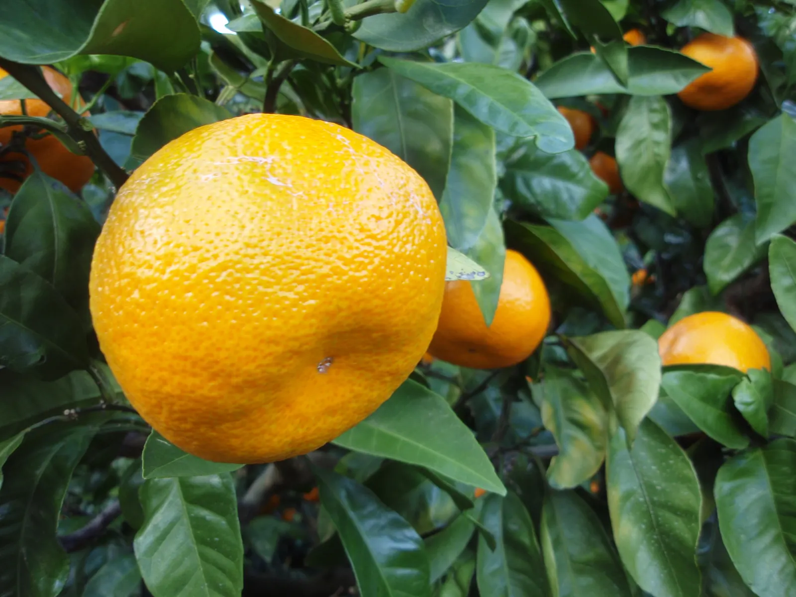 Satsuma Mandarin Orange (Citrus Reticulata 'Satsuma') — seedless fruits and sweet