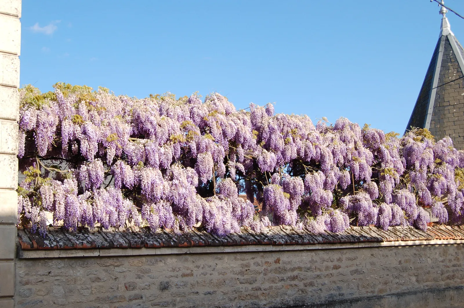 Chinese Wisteria (Wisteria Sinensis) — once in late winter to prepare the flowering spurs and again in mid-summer to control rampant growth; thriving in USDA