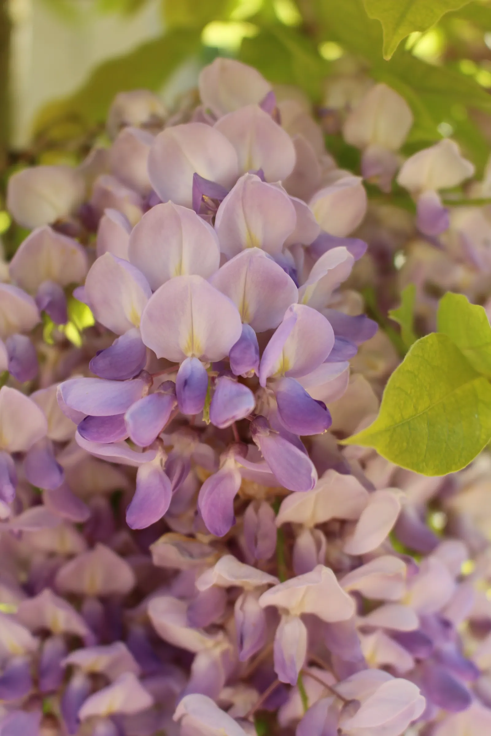 Chinese Wisteria (Wisteria Sinensis) — promising to be a conversation piece for visitors and a source of pride for homeowners; this deciduous perennial adds