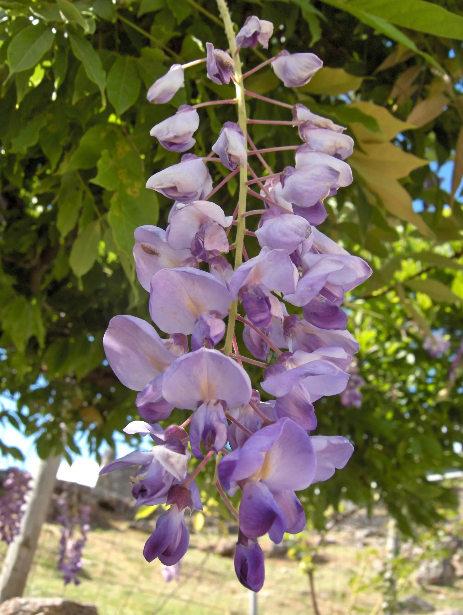 Chinese Wisteria (Wisteria Sinensis) — pale green leaves which create a lush canopy through the growing season; thriving in USDA zones 5 through 8