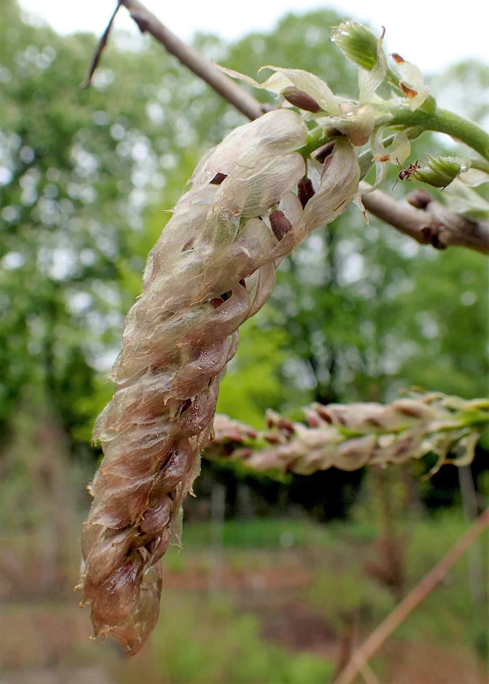 Chinese Wisteria (Wisteria Sinensis) — lavender-blue flowers stretching up to 12 inches long in late spring; it will achieve optimal blooming in, image 59