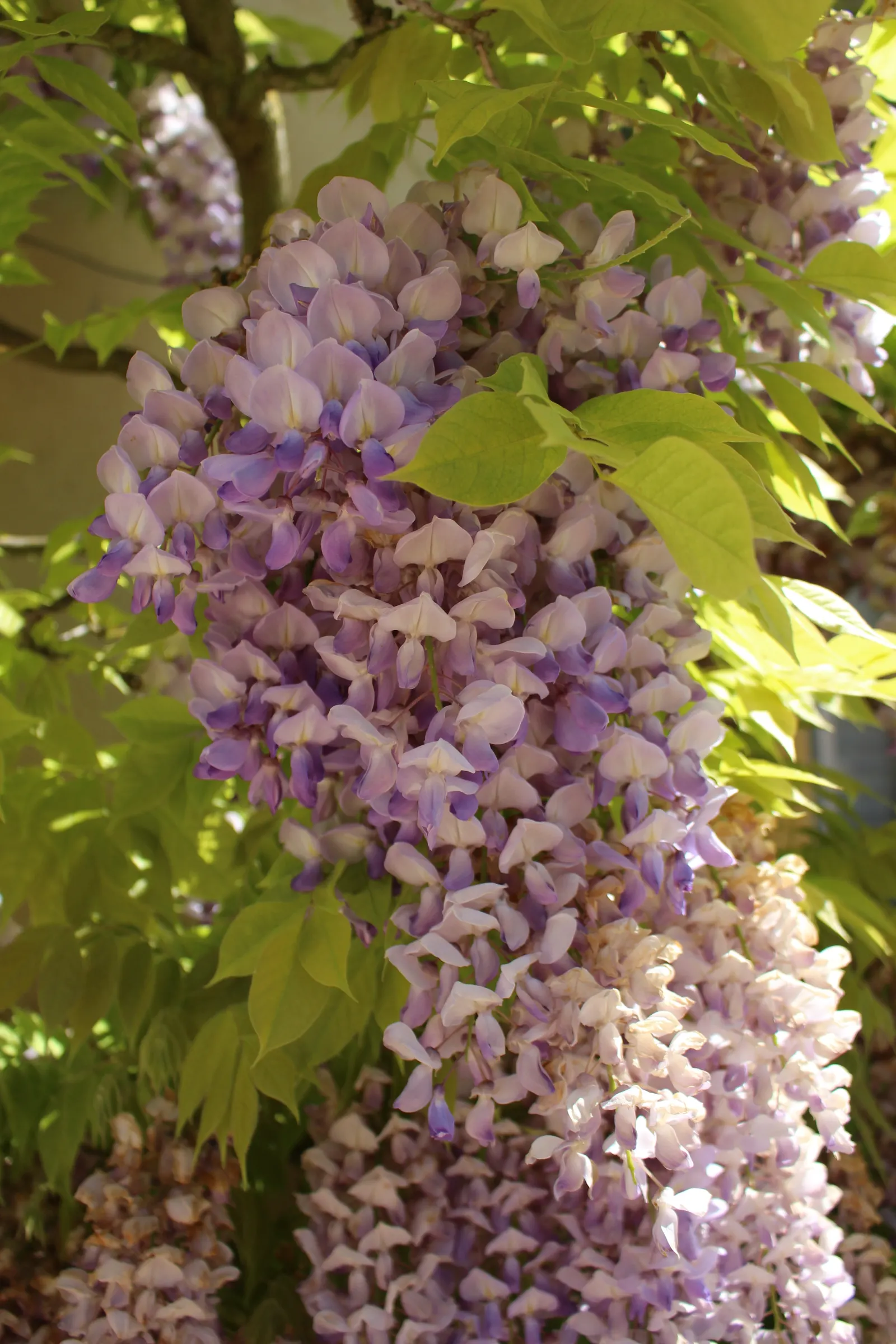 Chinese Wisteria (Wisteria Sinensis) — Chinese Wisteria (Wisteria sinensis) is a vigorous; this deciduous perennial adds vertical interest