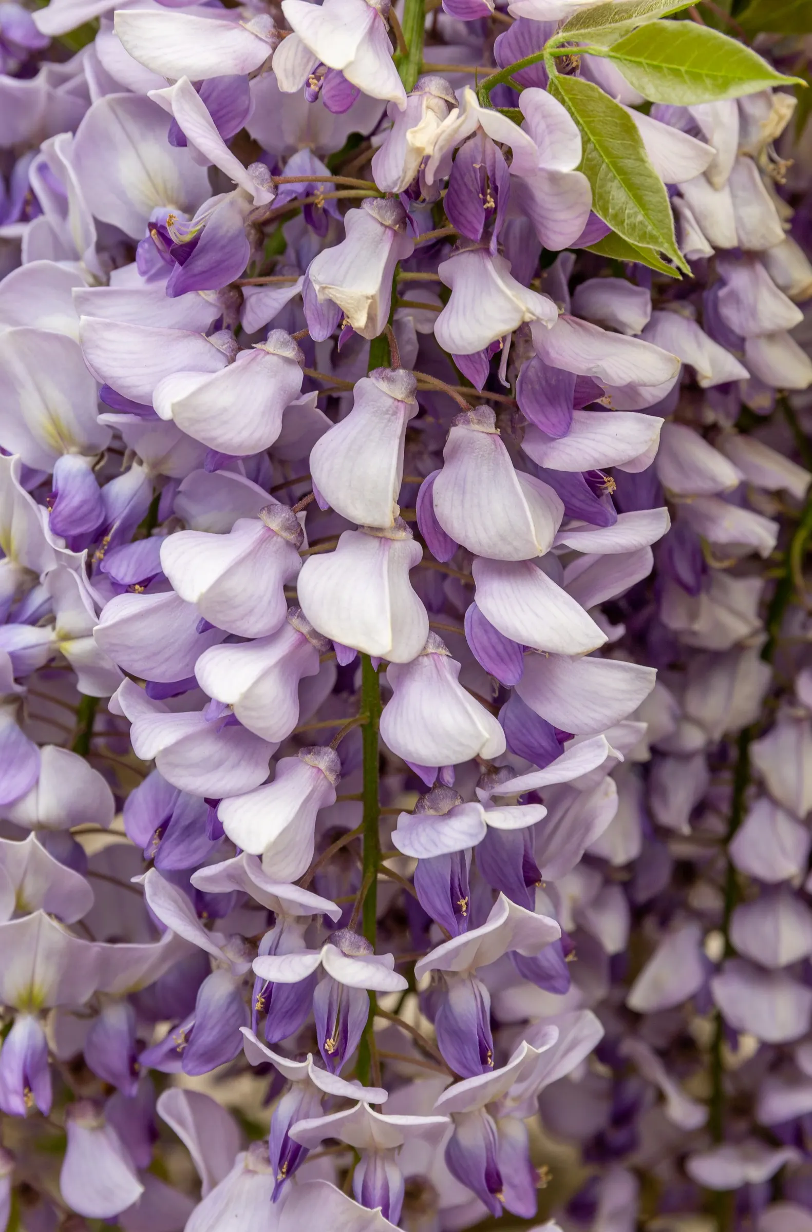 Chinese Wisteria (Wisteria Sinensis) — Preferable for USDA zones 5-8; thriving in USDA zones 5 through 8, image 62