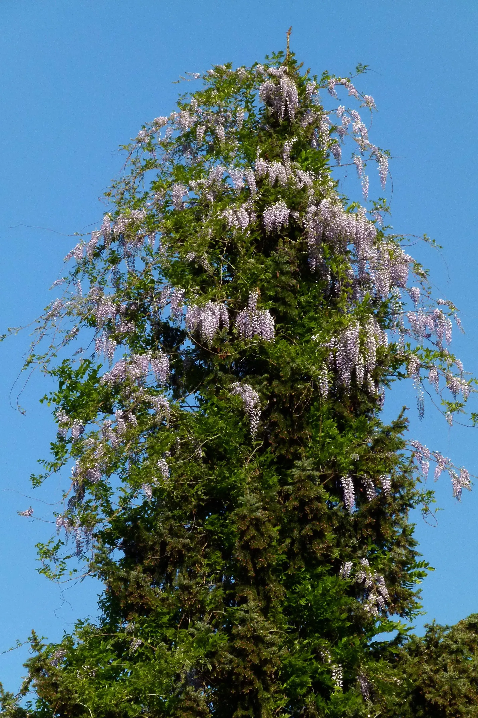 Chinese Wisteria (Wisteria Sinensis) — this plant is capable of reaching heights of up to 30 feet and a spread of about 8-15 feet; promising to be a