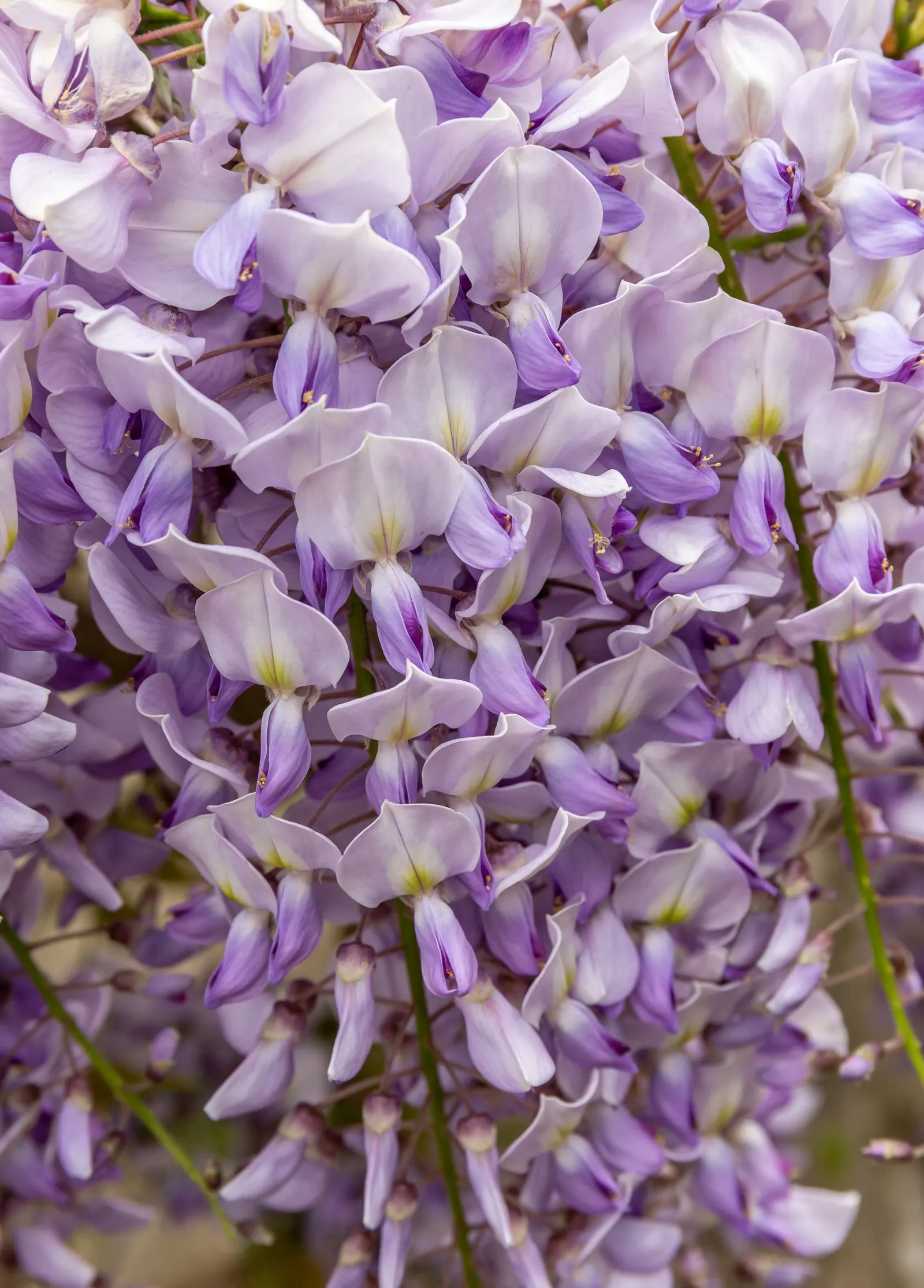 Chinese Wisteria (Wisteria Sinensis) — It will achieve optimal blooming in well-drained; thriving in USDA zones 5 through 8, image 74