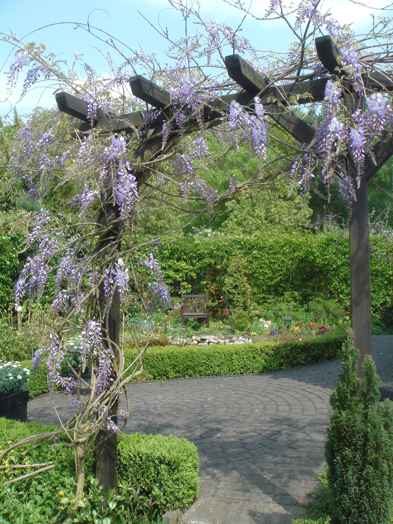 Chinese Wisteria (Wisteria Sinensis) — vine for full or half; promising to be a conversation piece for visitors and a source of pride for homeowners