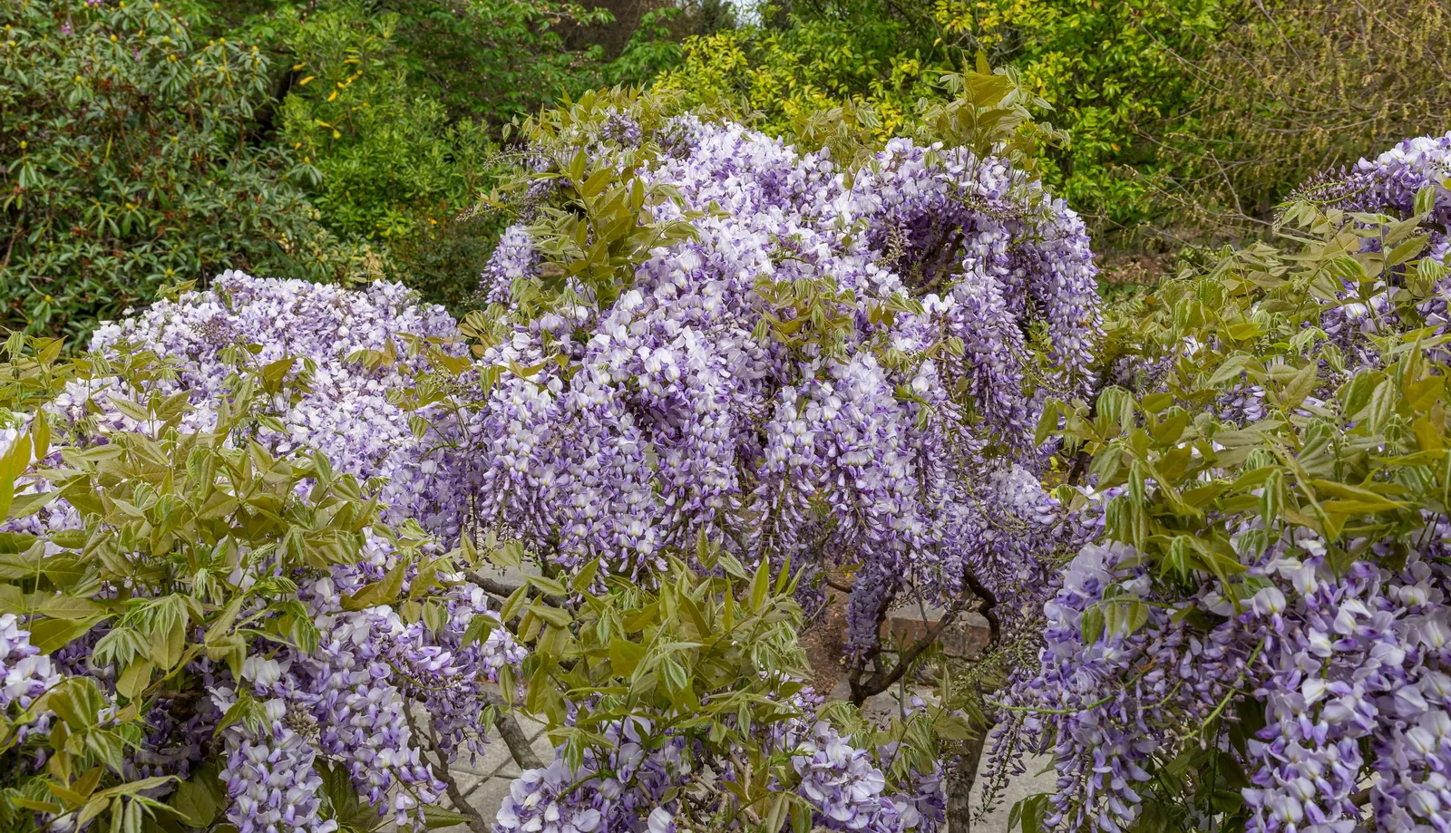Chinese Wisteria (Wisteria Sinensis) — Be mindful that Wisteria sinensis can become invasive if not kept in check; it will achieve optimal blooming, image 79