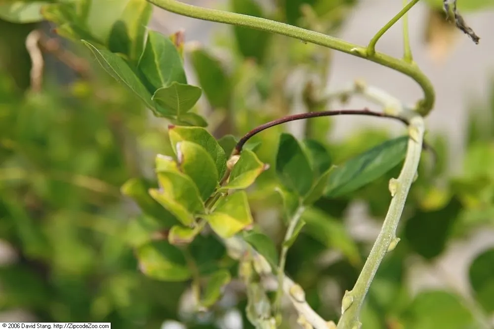 Chinese Wisteria (Wisteria Sinensis) — it thrives in full sun to partial shade and well-drained soil; it will achieve optimal blooming in well-drained