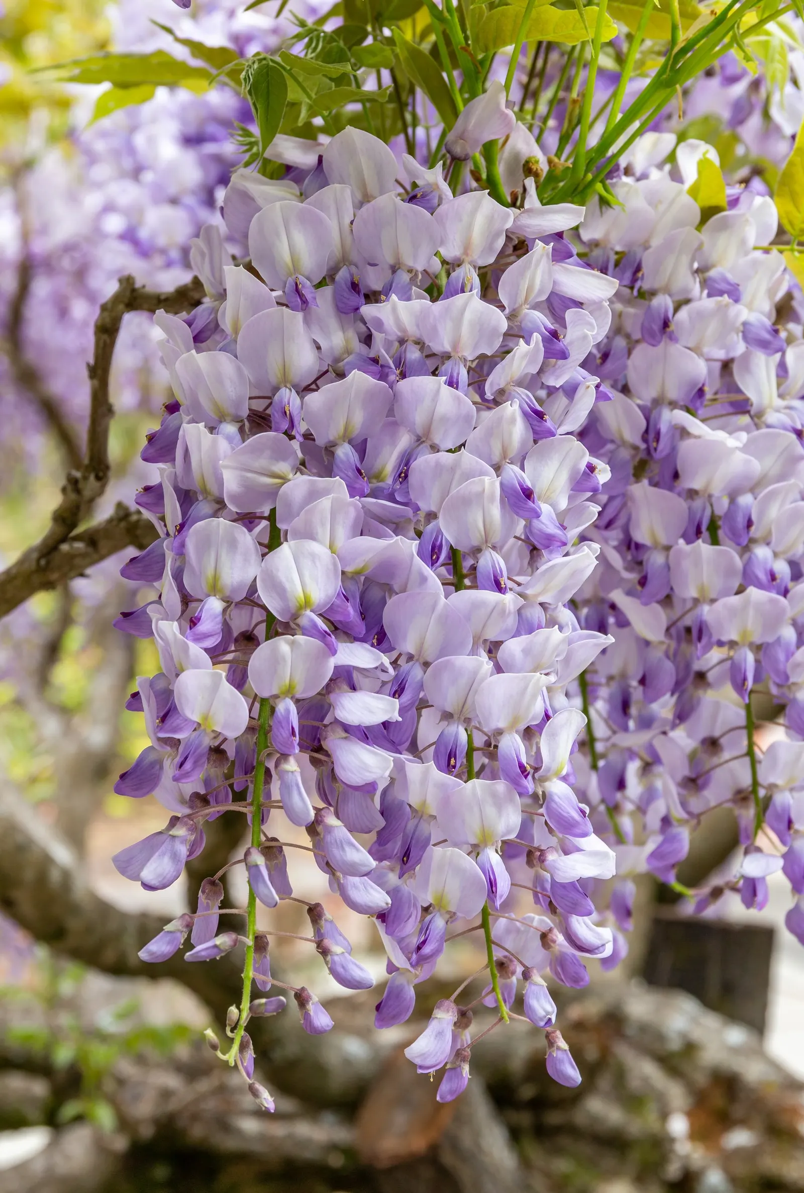 Chinese Wisteria (Wisteria Sinensis) — once in late winter to prepare the flowering spurs and again in mid-summer to control rampant growth, image 78