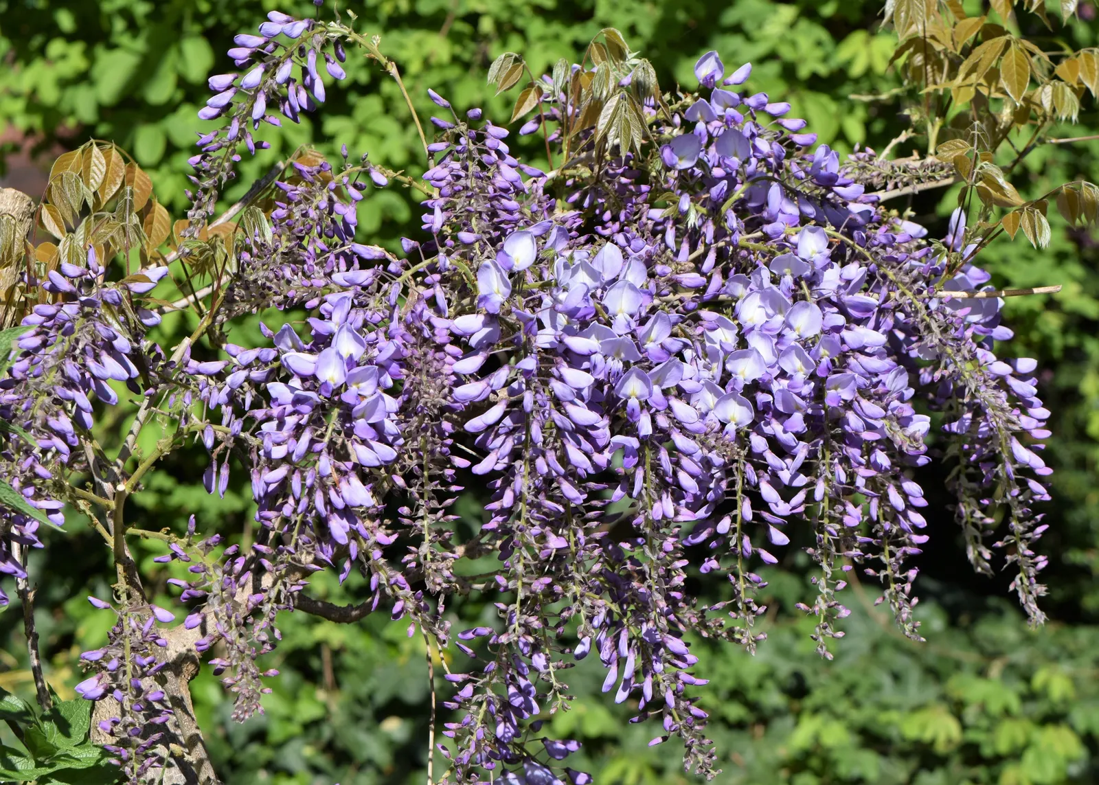 Chinese Wisteria (Wisteria Sinensis) — bringing a romantic allure to arbors and pergolas; promising to be a conversation piece for visitors and a source of
