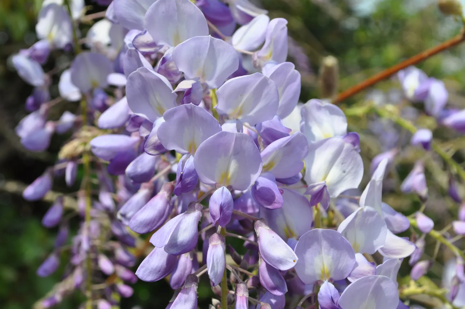 Chinese Wisteria (Wisteria Sinensis) — Preferable for USDA zones 5-8; thriving in USDA zones 5 through 8