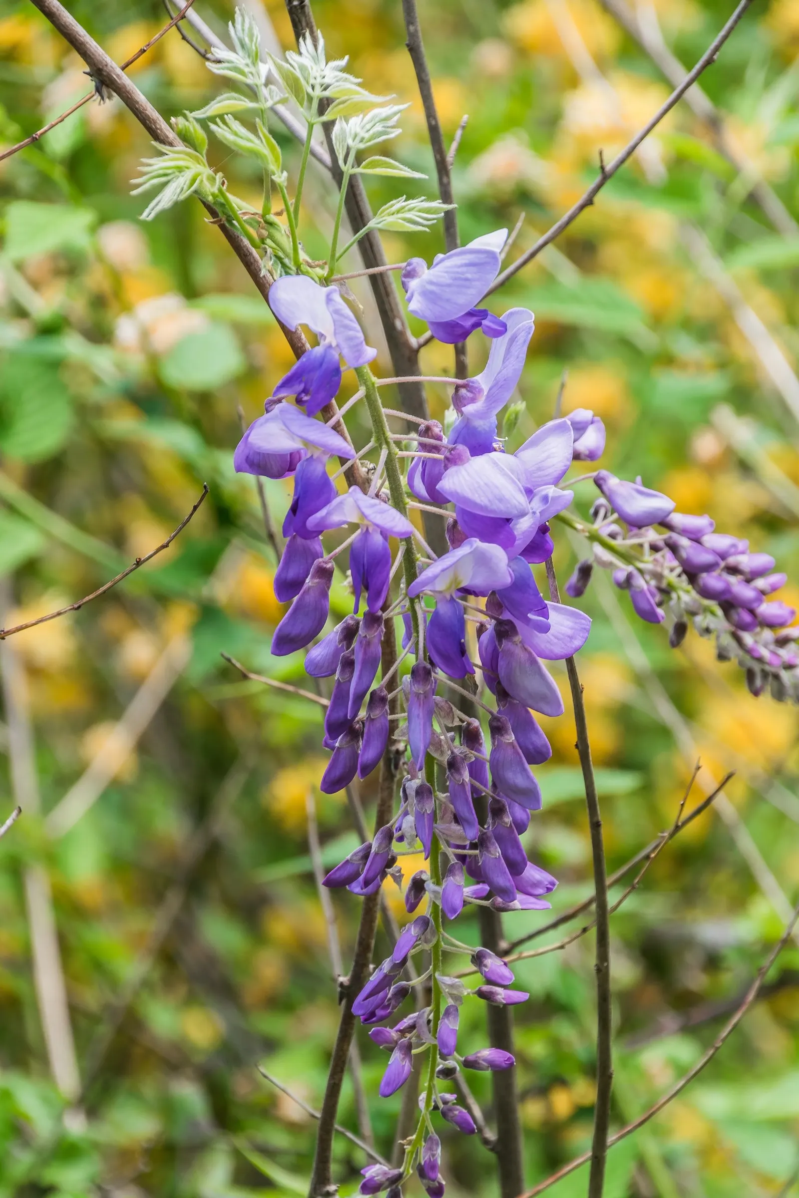 Chinese Wisteria (Wisteria Sinensis) — Chinese Wisteria (Wisteria sinensis) is a fast-growing, twining vine reaching 25-30 feet