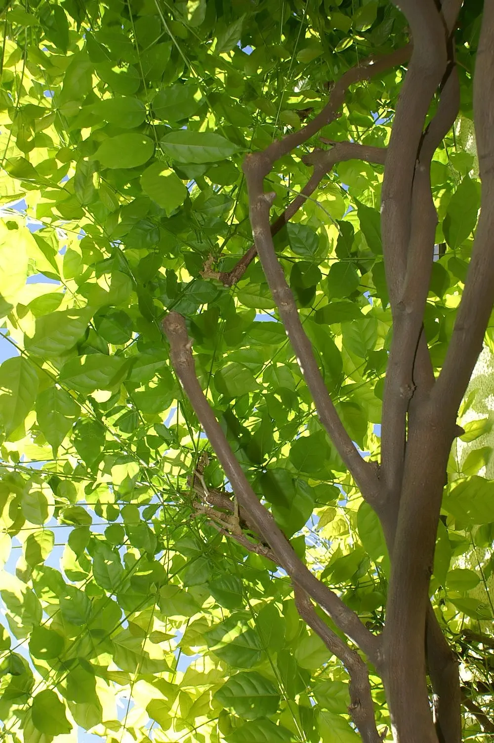 Chinese Wisteria (Wisteria Sinensis) — It requires sturdy support and regular pruning to maintain shape and size; this deciduous perennial adds vertical