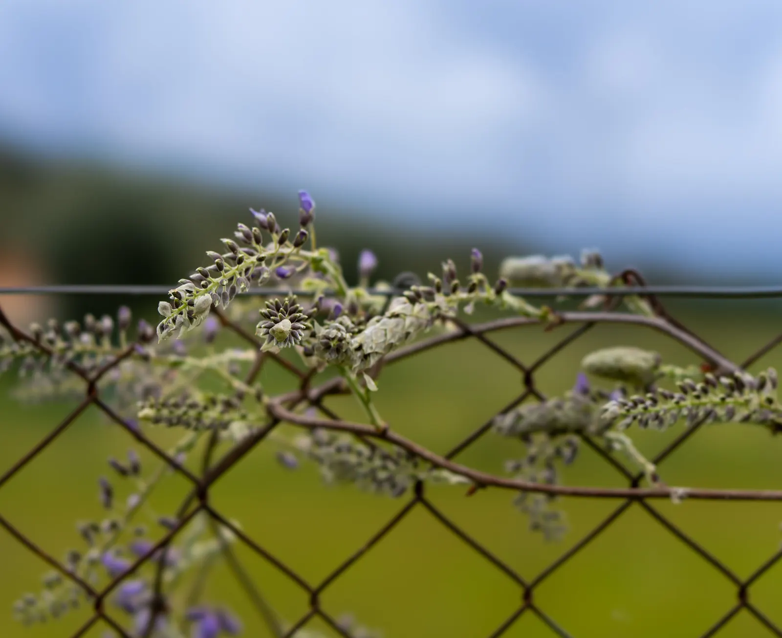 Chinese Wisteria (Wisteria Sinensis) — While drought-tolerant once established; promising to be a conversation piece for visitors and a source of, image 76