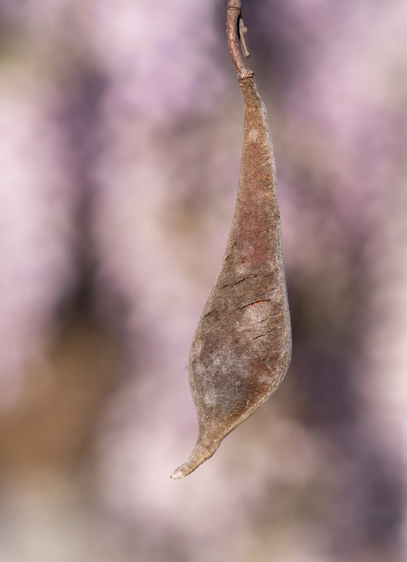 Chinese Wisteria (Wisteria Sinensis) — These eye-catching racemes emerge on bare stems; this deciduous perennial adds vertical interest, image 73