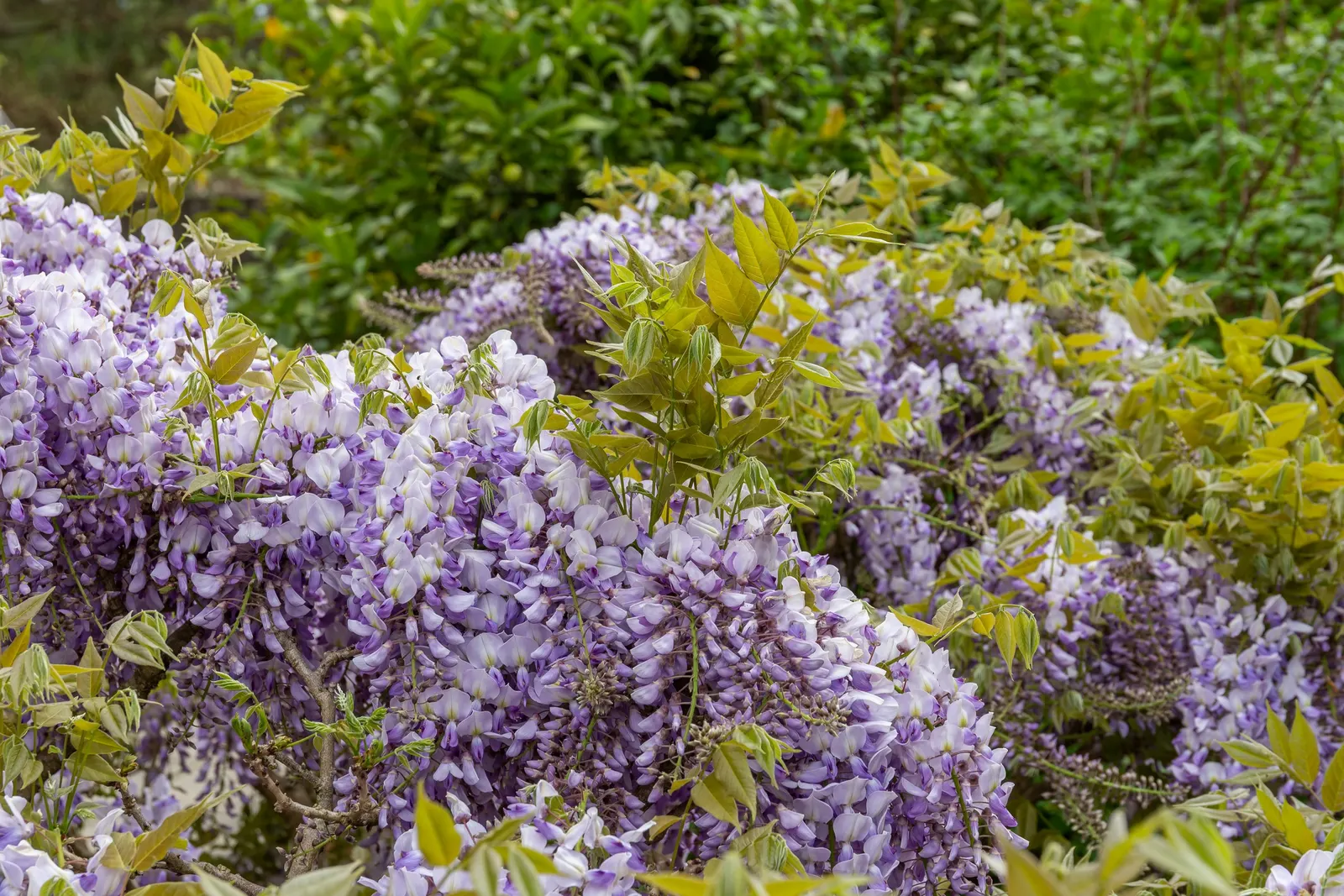 Chinese Wisteria (Wisteria Sinensis) — Chinese Wisteria (Wisteria sinensis) is a vigorous; this deciduous perennial adds vertical interest, image 65