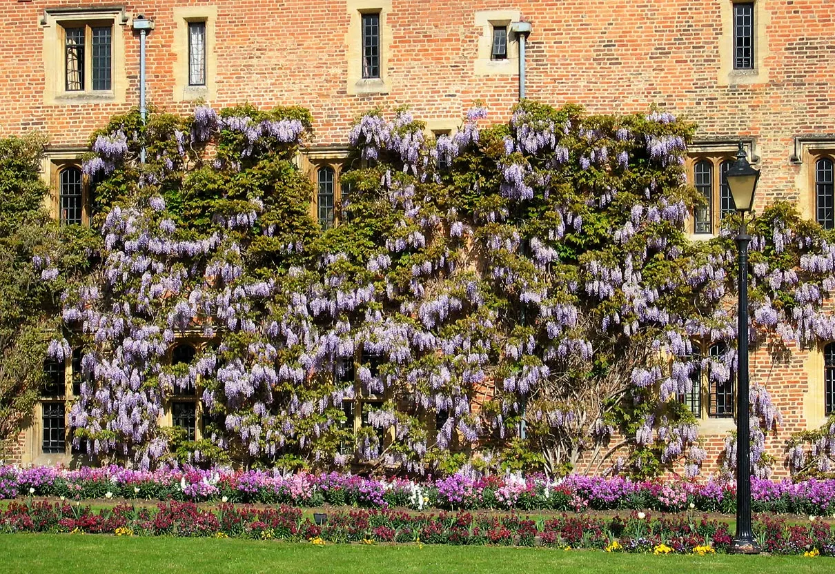 Chinese Wisteria (Wisteria Sinensis) — it thrives in full sun to partial shade and well-drained soil; it will achieve optimal blooming in, image 63