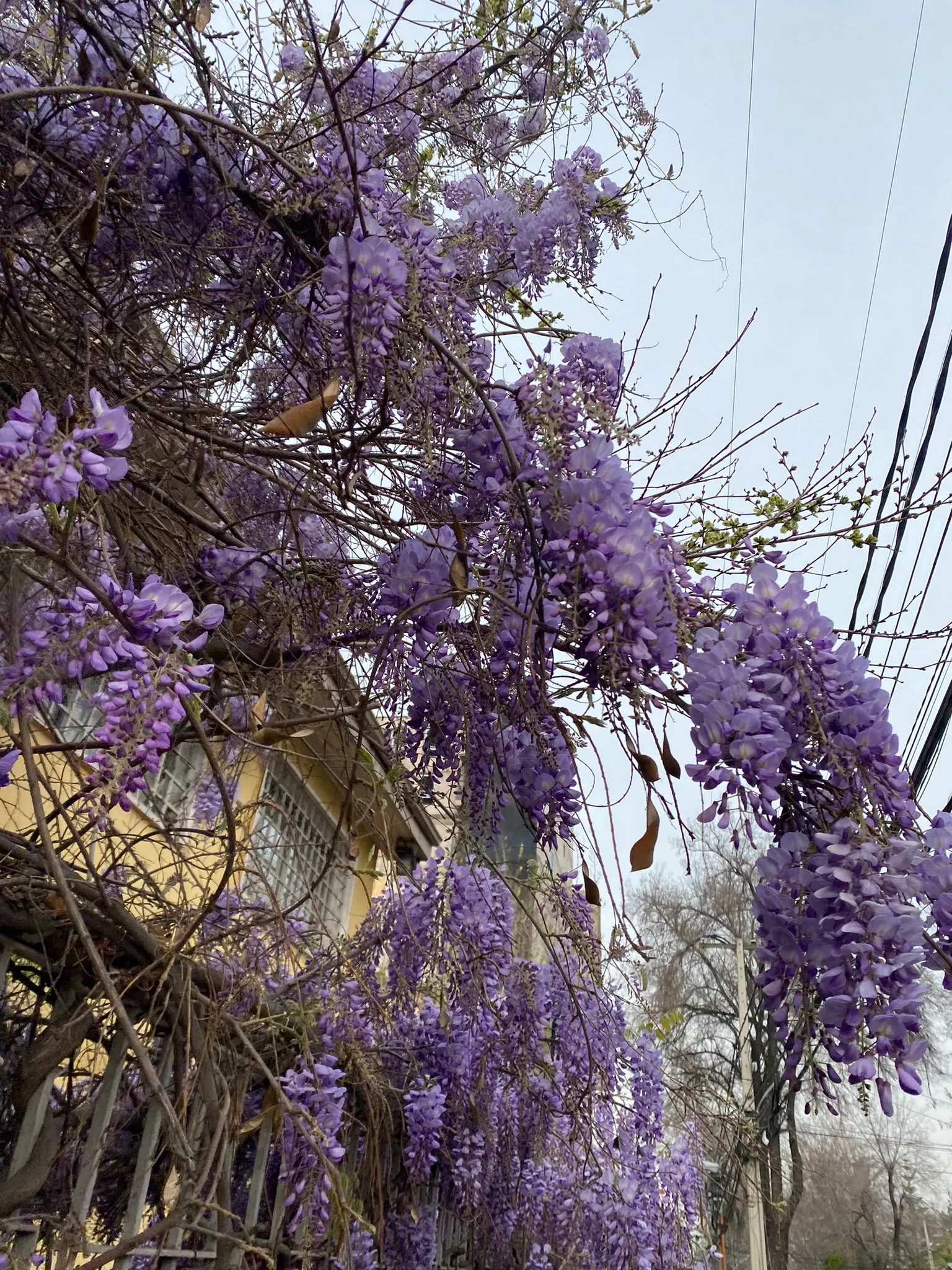 Chinese Wisteria (Wisteria Sinensis) — the wisteria boasts dramatic cascades of scented; it will achieve optimal blooming in well-drained