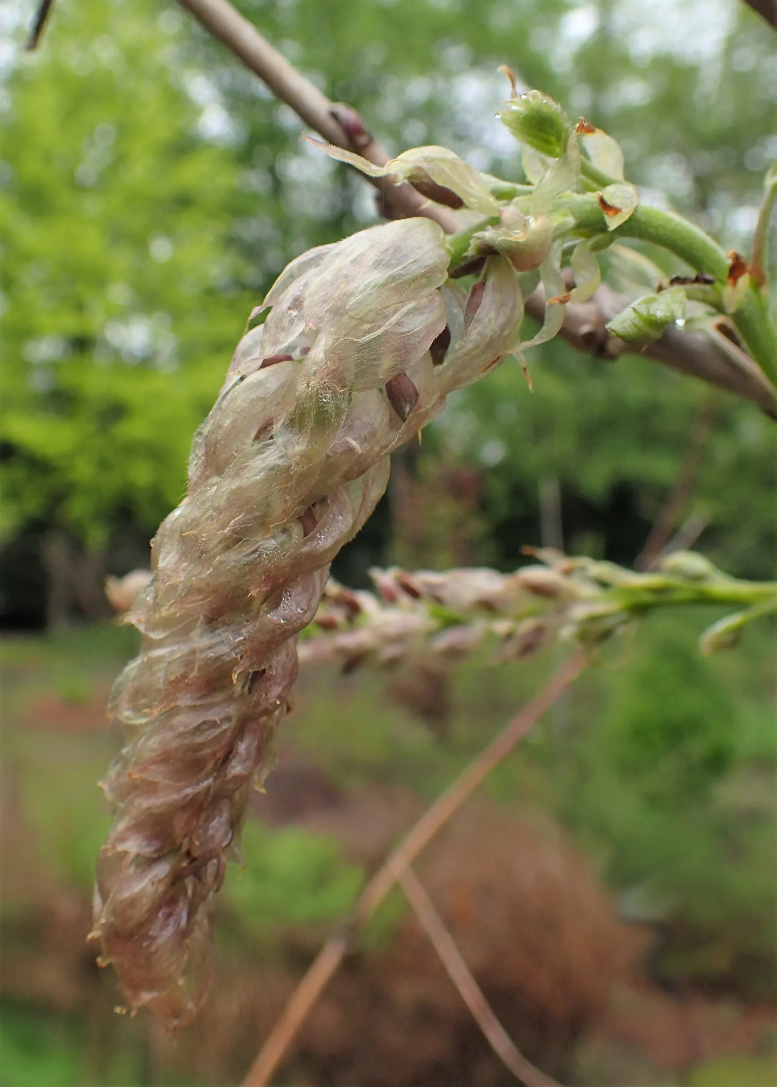Chinese Wisteria (Wisteria Sinensis) — vine with lavender and multi-colored blooms; it will achieve optimal blooming in well-drained